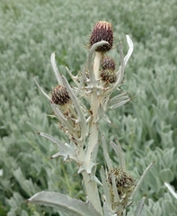 Cirsium douglasii