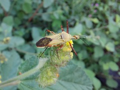 Zelus laticornis