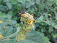 Zelus laticornis