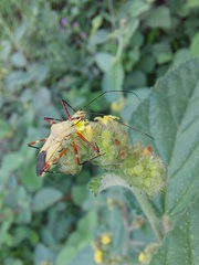 Zelus laticornis