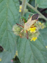 Zelus laticornis