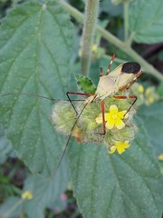 Zelus laticornis