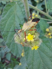 Zelus laticornis