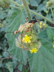 Zelus laticornis