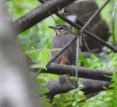Cercotrichas barbata