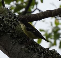 Ploceus angolensis