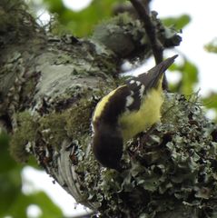 Ploceus angolensis