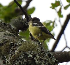 Ploceus angolensis
