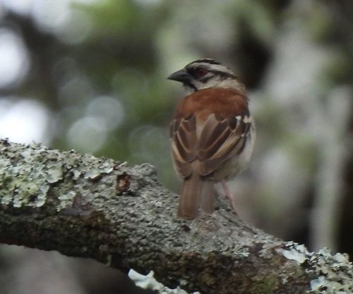 iNaturalist image
