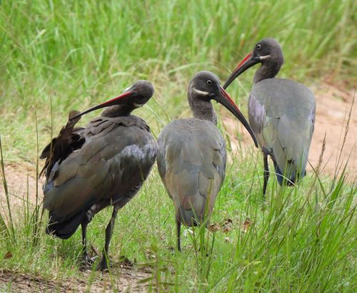 Hadada Ibis