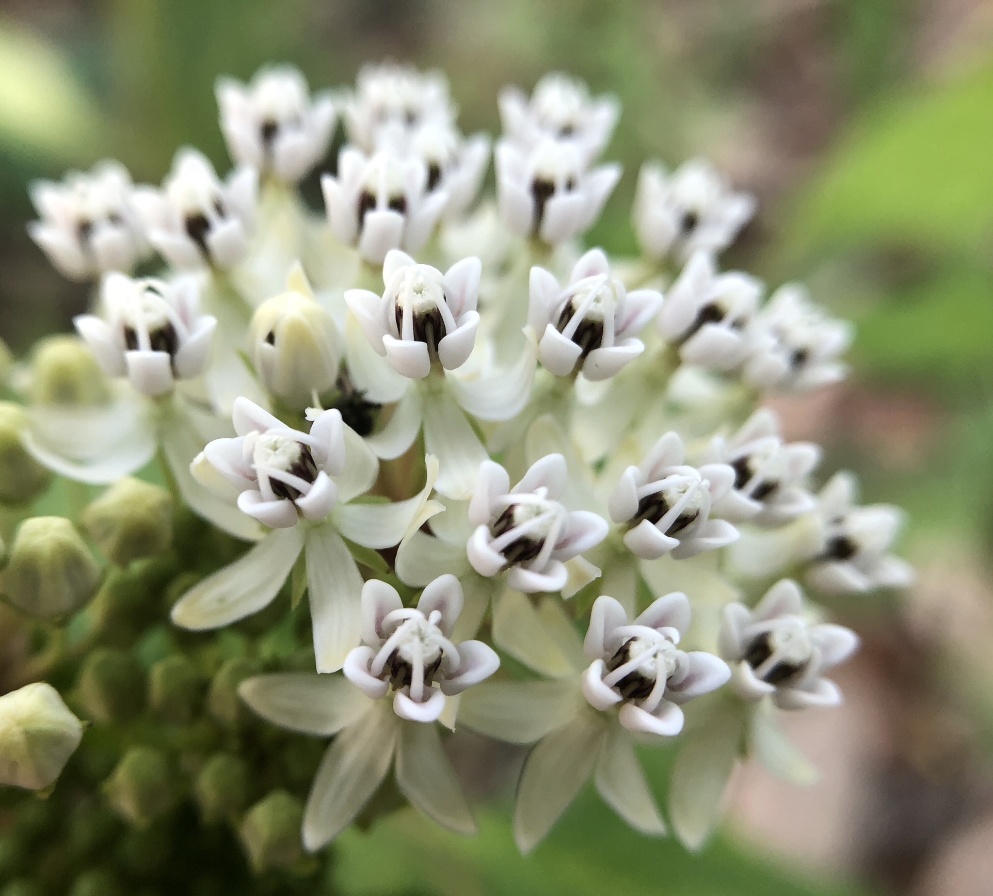 Asclepias texana