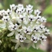 Texas Milkweed - Photo (c) Cat Chang, some rights reserved (CC BY-NC), uploaded by Cat Chang