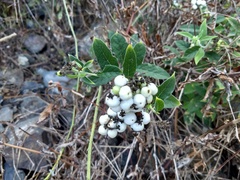 Tournefortia hartwegiana