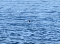 Phoca vitulina