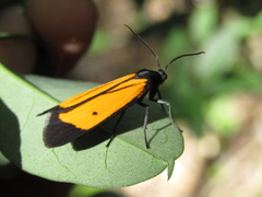 Paratype univitta