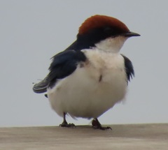 Hirundo smithii smithii