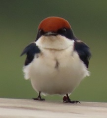 Hirundo smithii smithii