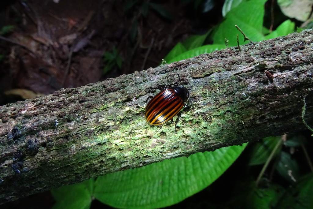 Cyrtosoma decemlineatum