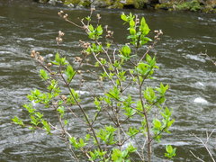 Philadelphus lewisii