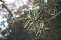 Comarostaphylis glaucescens