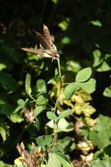 Argyrolobium biebersteinii