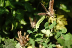 Argyrolobium biebersteinii