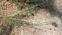 Scorzonera laciniata