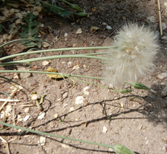 Scorzonera laciniata