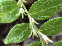 Lithospermum helleri