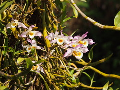 Dendrobium