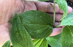 Lithospermum helleri