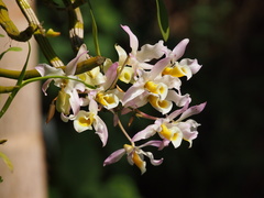 Dendrobium