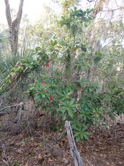 Image of Gordonia lasianthus
