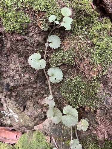 Madeira Moneywort