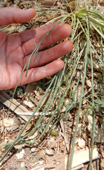 Scorzonera laciniata