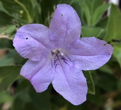 Ruellia humilis