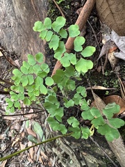 Adiantum raddianum image