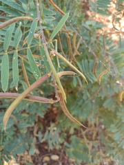 Millettieae