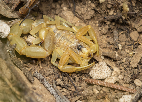 Common Yellow Scorpion, photo 4 of 10