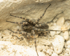 Pardosa morosa