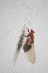 Bactericera antennata