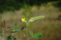 Argyrolobium biebersteinii
