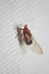 Bactericera antennata