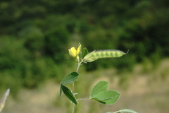 Argyrolobium biebersteinii