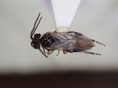 Schizocerella pilicornis