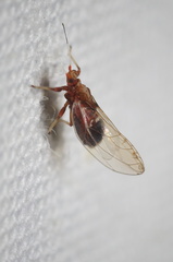 Bactericera antennata