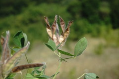 Argyrolobium biebersteinii