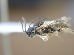Schizocerella pilicornis
