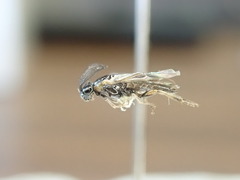 Schizocerella pilicornis
