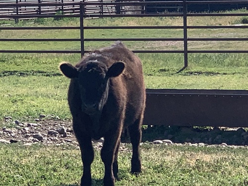 iNaturalist observation photo of Domestic Cattle